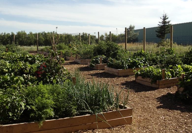 Campus Roots Community Garden doubles its size