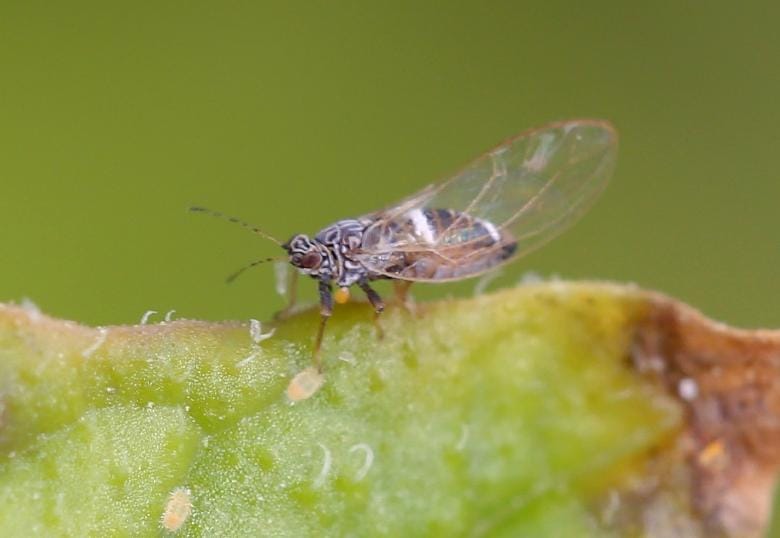 Johnson and monitoring network keeping an eye out for potato 'zebra chip' disease