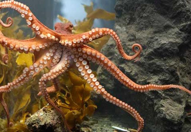 Octopus got your tongue?