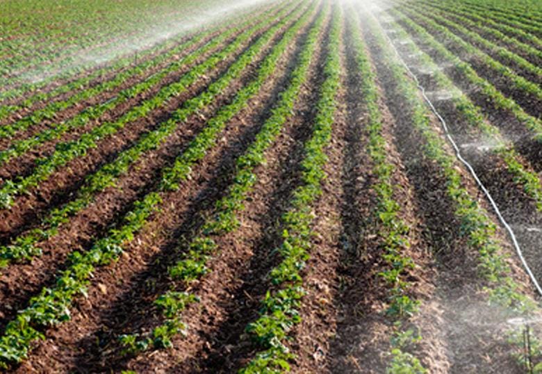 Thriving potato industry needs access to research