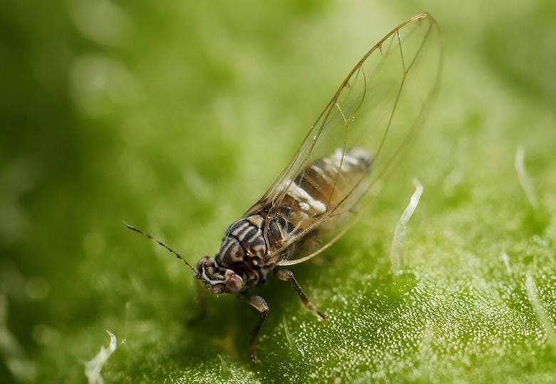 Ongoing monitoring program finds potato psyllids but no evidence of bacteria that causes zebra chip disease