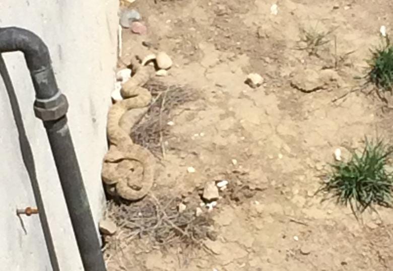 Use caution as rattlesnakes begin to emerge from dens