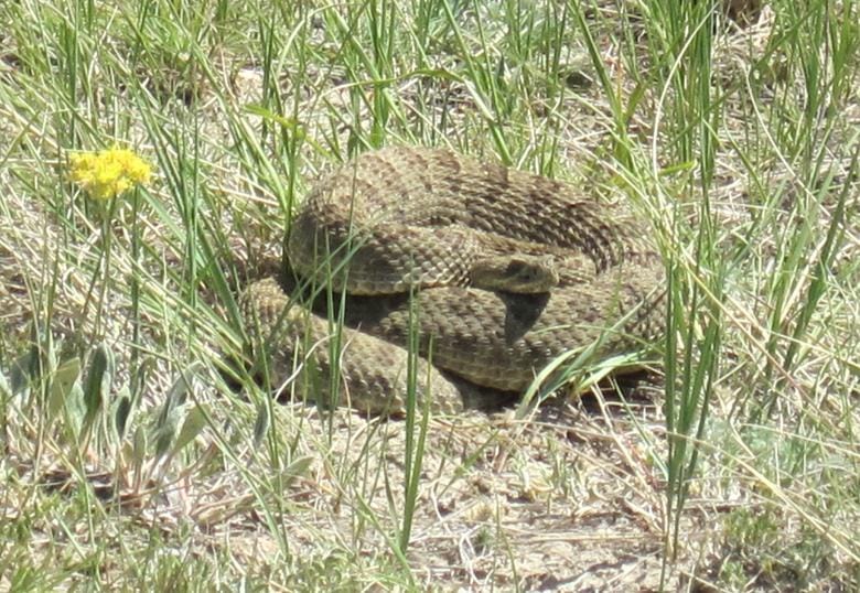 Sharing the prairie landscape with rattlesnakes