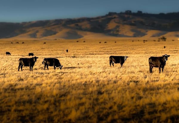 Cor Van Raay Agribusiness Case Competition now accepting student registrations