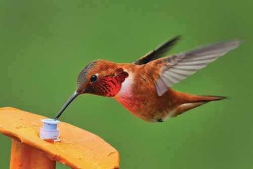 Hurly study explores hummingbird habits