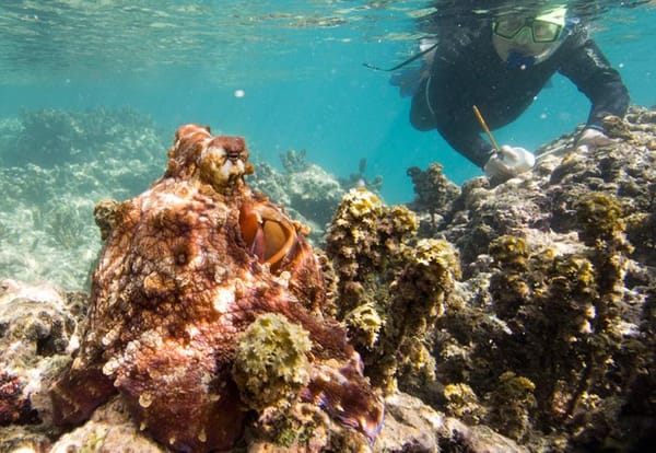 Local octopus expert Dr. Jennifer Mather featured in latest installment of Scientists in the Field book series