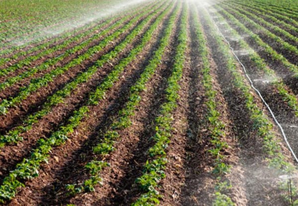 Potato Growers of Alberta, partners, create new research Chair