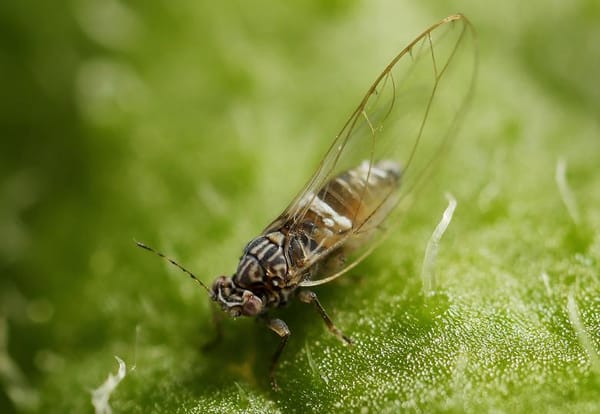 Ongoing monitoring program finds potato psyllids but no evidence of bacteria that causes zebra chip disease