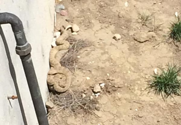 Use caution as rattlesnakes begin to emerge from dens